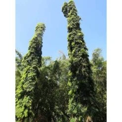 Mast Tree - Polyalthia