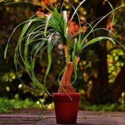 Beaucarnea - Ponytail Palm -Bloom Field Shop ponytail potted 2