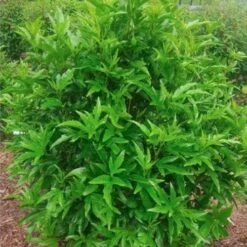 Hibiscus Popsicle -Bloom Field Shop popsicle shrub