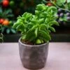 Peperomia Dolabriformis - Prayer Pepper - Succulent -Bloom Field Shop prayer pepper