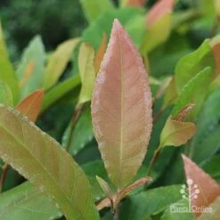 Elaeocarpus Prima Donna - Blueberry Ash -Bloom Field Shop prima donna leaf