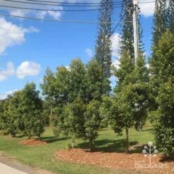 Elaeocarpus Prima Donna - Blueberry Ash -Bloom Field Shop prima donna nursery drive