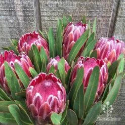 Protea Pink Ice -Bloom Field Shop protea pink ice