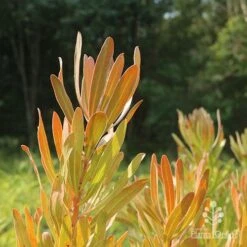Protea Pink Ice -Bloom Field Shop protea pink ice in sunshine