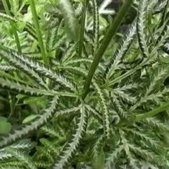 Pteris - Slender Brake Fern -Bloom Field Shop pteris victoiare