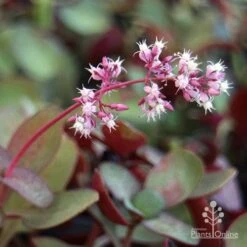 Crassula Purple Dragon - Fairy Crassula 14 Crassula Purple Dragon - Fairy Crassula -Bloom Field Shop purple dragon crassula flower