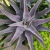 Mangave Purple People Eater - Succulent 1 Mangave Purple People Eater - Succulent -Bloom Field Shop purple people eater