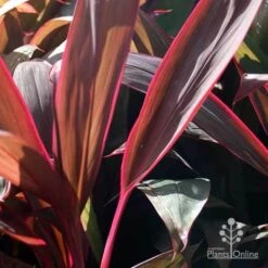 Cordyline Fruticosa Purple Prince -Bloom Field Shop purple prince leaf colour
