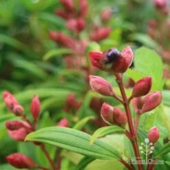 Tibouchina Purple Star -Bloom Field Shop purple star buds rain