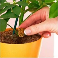 Miracle Gro Push & Feed Plant Food -Bloom Field Shop push and feed