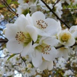 Chaenomeles Nivalis - Japanese Quince -Bloom Field Shop quince nivalis crop