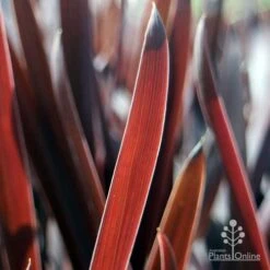 Cordyline Australis Red Sensation -Bloom Field Shop red sensation leaf