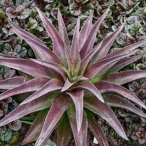 Mangave Red Wing - Succulent 4 Mangave Red Wing - Succulent - Image 2