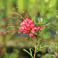 Grevillea Red Wings -Bloom Field Shop redwings flower close