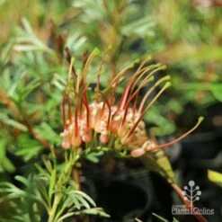 Grevillea Red Wings -Bloom Field Shop redwings fully open flower