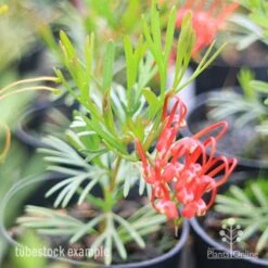 Grevillea Red Wings -Bloom Field Shop redwings tubestck