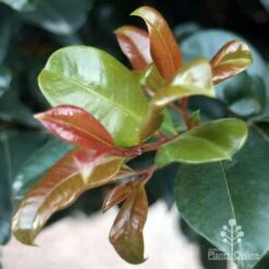 Syzygium Resilience - Lilly Pilly -Bloom Field Shop resilience leaf colours