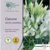 Cleome - Spider Flower - Seed 2 Cleome - Spider Flower - Seed -Bloom Field Shop rhs cleome