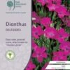 Dianthus - Maiden Pink - Seed 2 Dianthus - Maiden Pink - Seed -Bloom Field Shop rhs dianthus