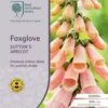 Foxglove Sutton's Apricot - Seed -Bloom Field Shop rhs foxglove apricot