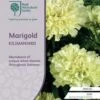 Marigold Kilimanjaro White - Seed -Bloom Field Shop rhs marigold kilimanjaro