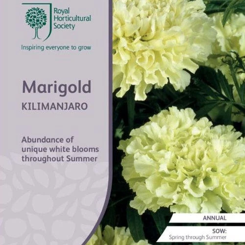 Marigold Kilimanjaro White - Seed 3 Marigold Kilimanjaro White - Seed
