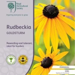Rudbeckia - Seed 7 Rudbeckia - Seed -Bloom Field Shop rhs rudbeckia