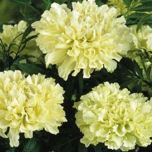 Marigold Kilimanjaro White - Seed 4 Marigold Kilimanjaro White - Seed - Image 2