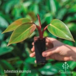 Philodendron Rojo Congo -Bloom Field Shop rojo congo tube in hand