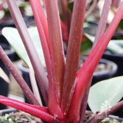 Philodendron Rojo Congo -Bloom Field Shop rojo stem colour