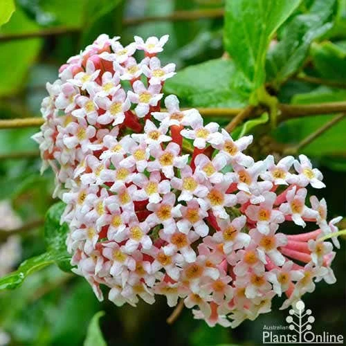 Rondeletia Amoena 4 Rondeletia Amoena - Image 2