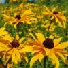 Rudbeckia - Seed -Bloom Field Shop rudbeckia feld 3