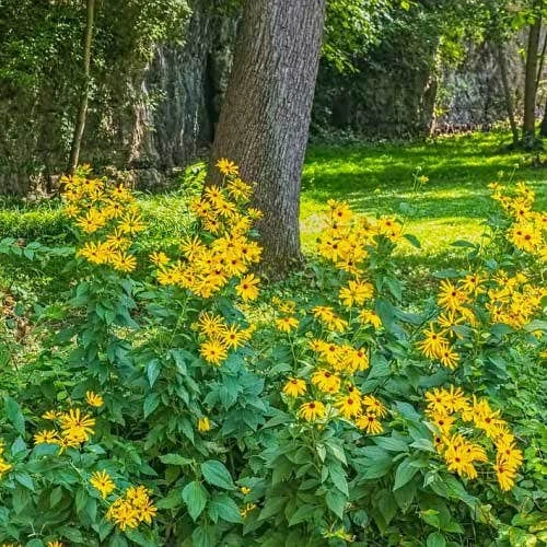 Rudbeckia - Seed 4 Rudbeckia - Seed - Image 2
