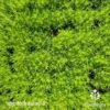 Sagina Subulata Aurea – Scotch Moss 2 Sagina Subulata Aurea – Scotch Moss -Bloom Field Shop sagina aurea 1