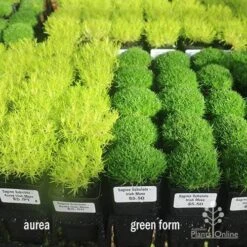 Sagina Subulata Aurea – Scotch Moss 25 Sagina Subulata Aurea – Scotch Moss -Bloom Field Shop sagina compare