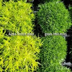 Sagina Subulata Aurea – Scotch Moss 22 Sagina Subulata Aurea – Scotch Moss -Bloom Field Shop sagina comparison 2