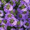 Scaevola Purple Fanfare - Fan Flower -Bloom Field Shop scaevola aemula 2