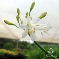 Agapanthus Silver Baby -Bloom Field Shop silver baby agapanthus below