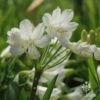 Agapanthus Silver Baby -Bloom Field Shop silver baby flowers agapanthus