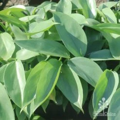 Philodendron Silver Sword -Bloom Field Shop silver sword in nusery