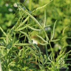 Pteris - Slender Brake Fern -Bloom Field Shop slender brake img 5305