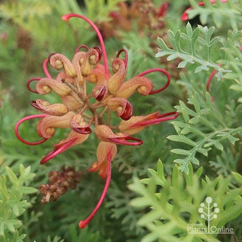 Grevillea Soopa Doopa 12 Grevillea Soopa Doopa - Image 10