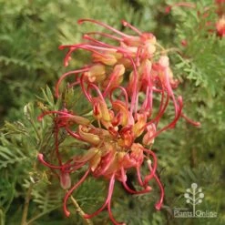 Grevillea Soopa Doopa 18 Grevillea Soopa Doopa -Bloom Field Shop sooper dooper two