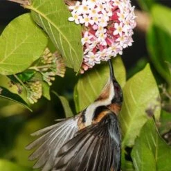 Rondeletia Amoena 26 Rondeletia Amoena -Bloom Field Shop spine bill rondeletia