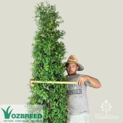 Syzygium Straight And Narrow - Lilly Pilly