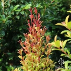 Syzygium Straight And Narrow - Lilly Pilly -Bloom Field Shop straight and narrow new leaf colour