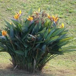 Strelitzia Reginae - Bird Of Paradise -Bloom Field Shop strelitzia reginae mature
