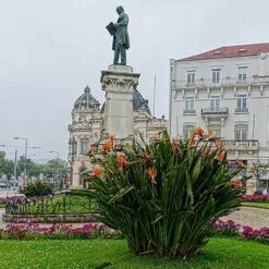 Strelitzia Reginae - Bird Of Paradise -Bloom Field Shop strelitzia reginae mature statue