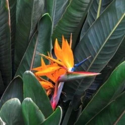 Strelitzia Reginae - Bird Of Paradise -Bloom Field Shop strelitzia and leaves 500 1