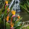 Strelitzia Reginae - Bird Of Paradise -Bloom Field Shop strelizia waterfall
